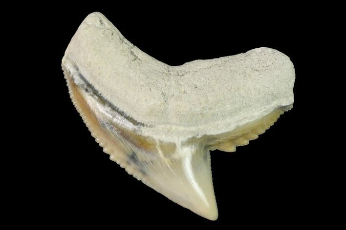 Fossil Tiger Shark (Galeocerdo) Tooth - Aurora, NC #143927